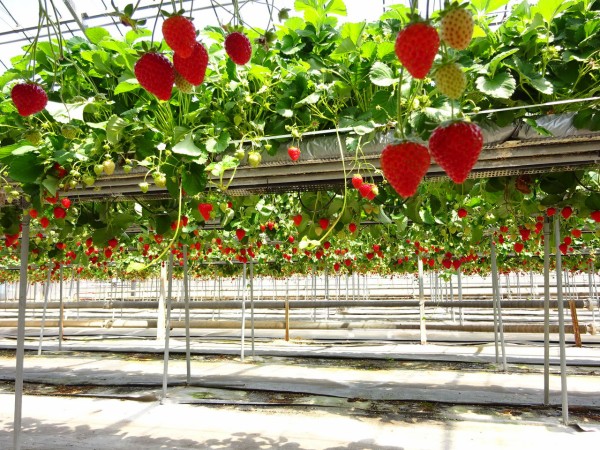高知 西島園芸団地で人生初のいちご狩り つづけるためのオーガニック ファイル