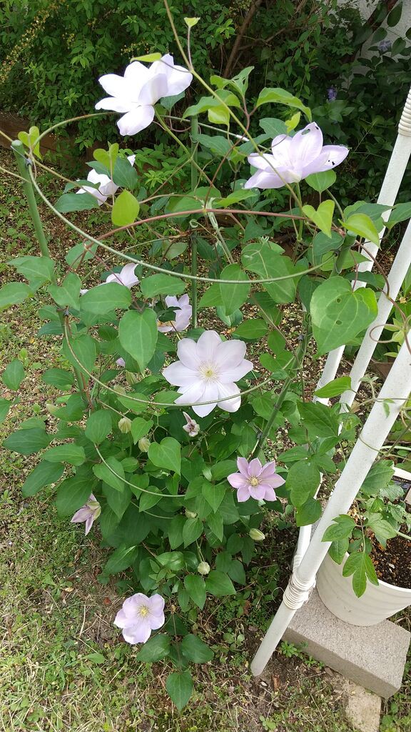 咲いてきた クレマチス 薔薇 アンクルウオーター 最後のランチ ゆるりと暮らす