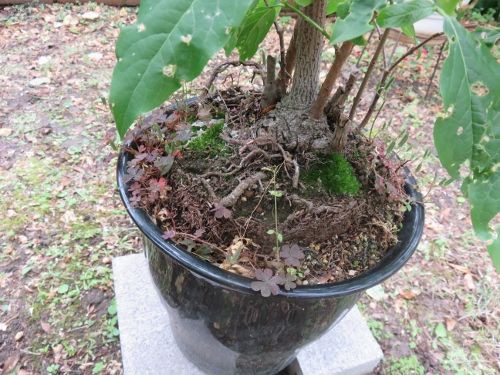 植木の植え替えは プロ にお願い ゆるりと暮らす