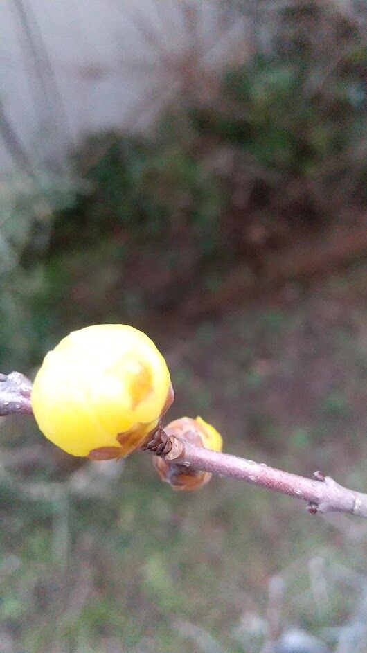 まだ咲かない 蝋梅 モッコウバラ 剪定 は体力と相談しながら ゆるりと暮らす