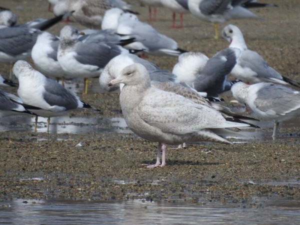 大和川へ シロカモメ モンゴル ミサゴ Kosukaファミリーの暮らし日記