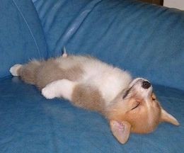 画像 そんな寝方はどうかと思う 犬の寝相がちょっと酷い写真18枚 オレ的はちま講座