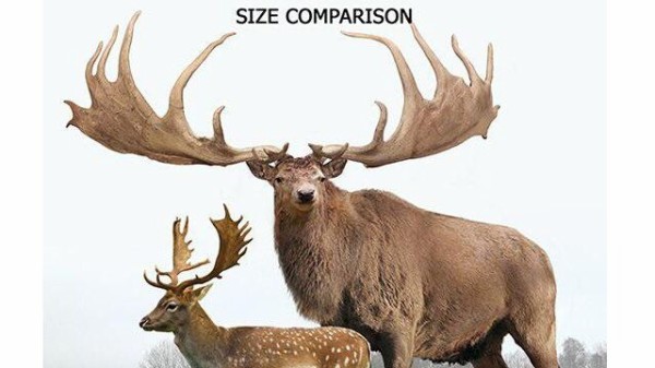 ギガンテウスオオツノジカ 歯 Megaloceros giganteus ギガンテウス