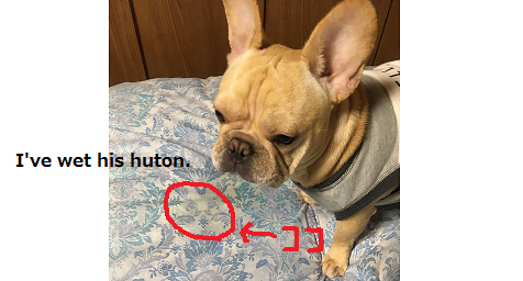 布団におしっこ フレブルとのつき合い方