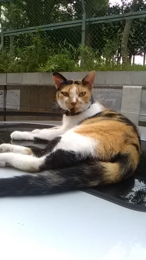 ミーコ 探しています : 江東ねこの会