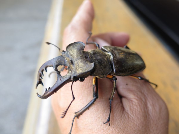 ポケモンgo日本上陸 彦島太郎の壽印