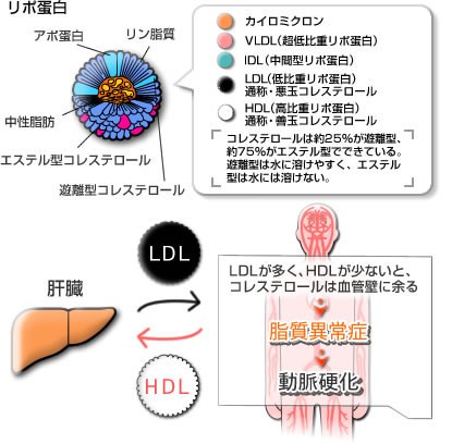 補足 リポ蛋白とは 灘 開成 早大高等学院への英語