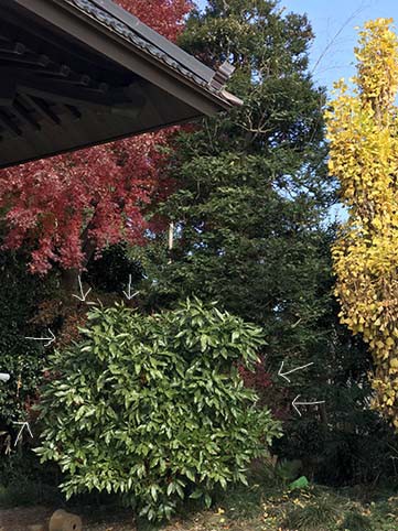 我が家の紅葉 小鳥の遊び場