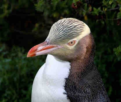 ペンギン 置き物 キガシラペンギン キンメペンギン グランドペンギン ホイホ ペンギン 置き物 キガシラペンギン キンメペンギン グランドペンギン