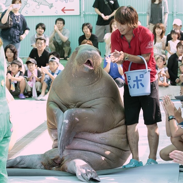 二見シーパラダイス なんてったって看板娘 かわうそ初心者のブログ