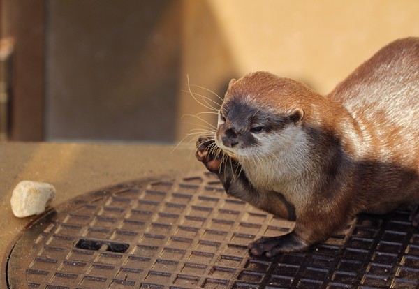 徳山動物園 カイとぴゃあの日課とは かわうそ初心者のブログ