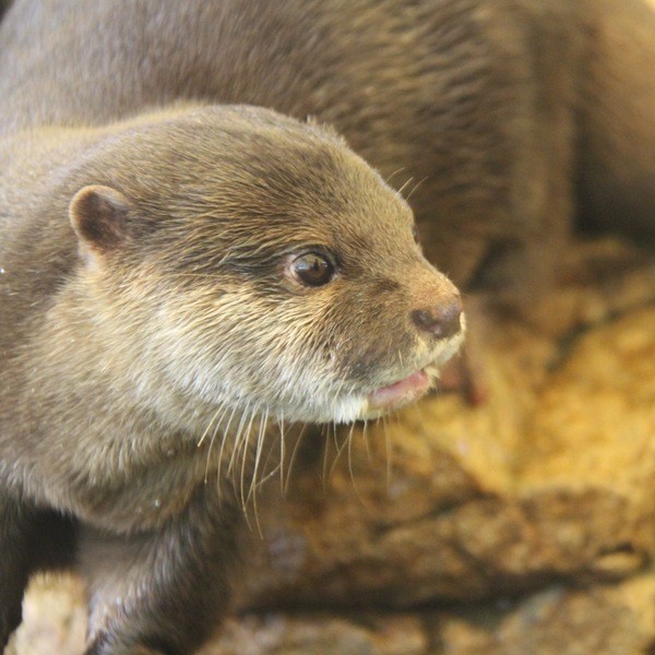 カワウソ うそうそクイズ １ かわうそ初心者のブログ