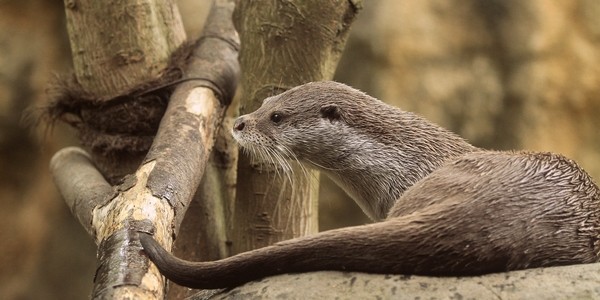 よこはま動物園 泳げ ヤングカップル かわうそ初心者のブログ
