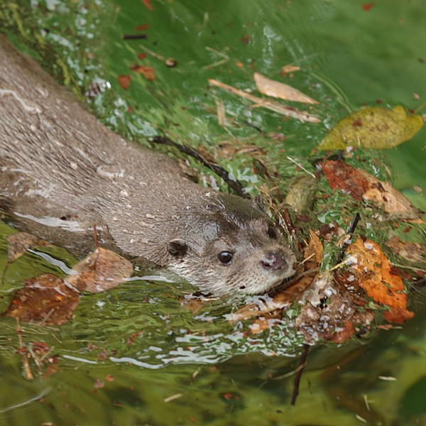 安佐動物公園 カワウソの妖怪 かわうそ初心者のブログ