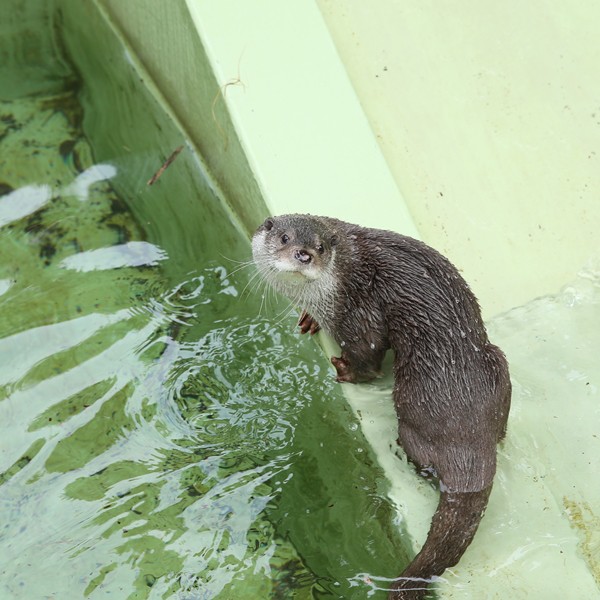 安佐動物公園 西の大将 時差ボケる かわうそ初心者のブログ