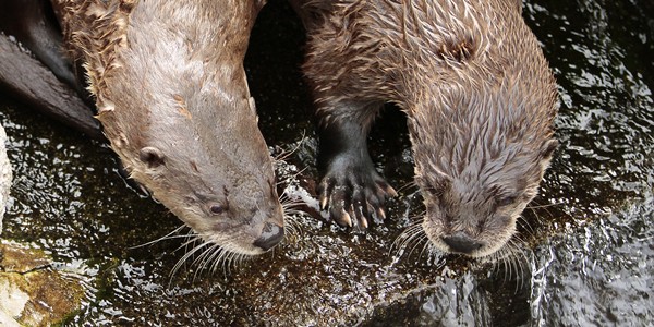 盛岡市動物公園 カナダカワウソのタテガミ かわうそ初心者のブログ