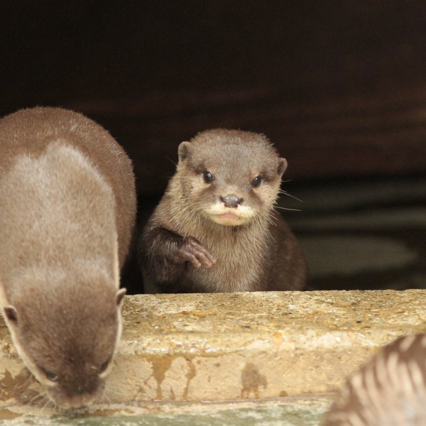 市川市動植物園 レモン祭り かわうそ初心者のブログ