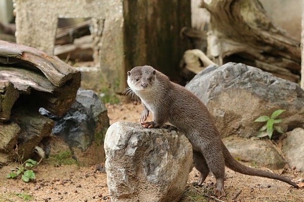 安佐動物公園 カワウソの妖怪 かわうそ初心者のブログ