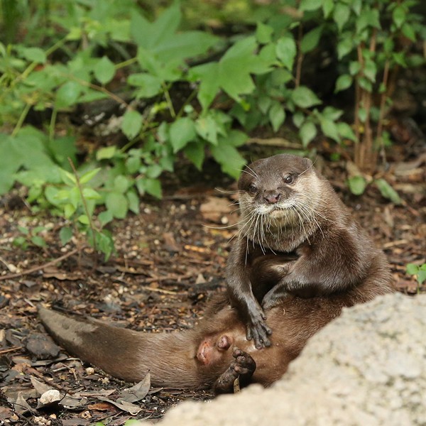 のいち動物公園 森と水辺のコツメたち かわうそ初心者のブログ