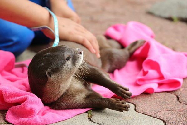 桂浜水族館 王子のお散歩☆... : かわうそ初心者のブログ