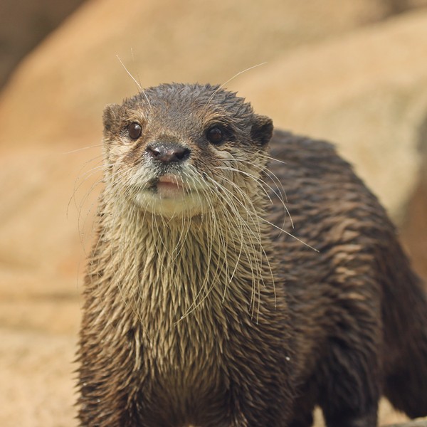 王子動物園 突如現るコツメドーム かわうそ初心者のブログ