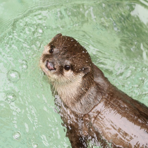 のいち動物公園 森と水辺のコツメたち かわうそ初心者のブログ のいち動物公園 森と水辺のコツメたち かわうそ初心者のブログ