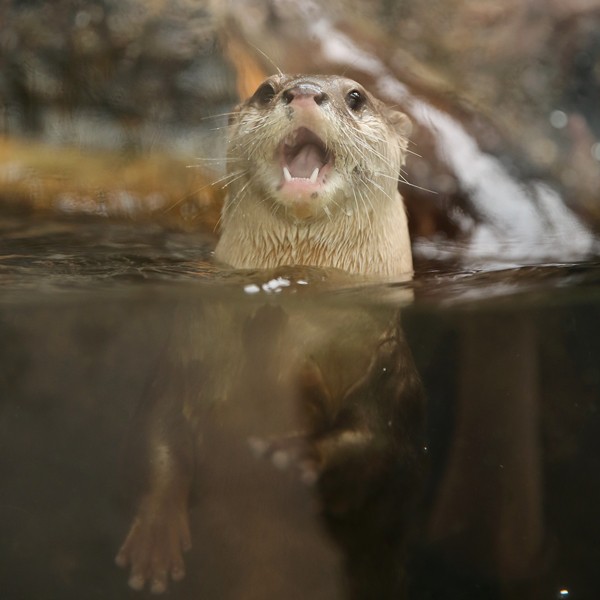 みさき公園 コツメカワウソのリン かわうそ初心者のブログ