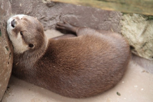 アドベンチャーワールド ふれあいカワウソ : かわうそ初心者のブログ