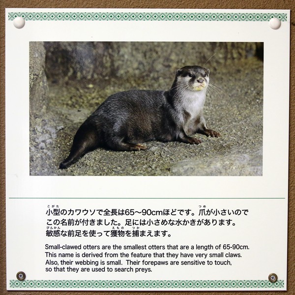 カワウソっ子様専用 誕生日