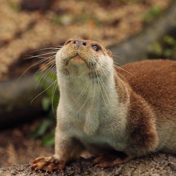 のいち動物公園 カワウソ３種盛り かわうそ初心者のブログ