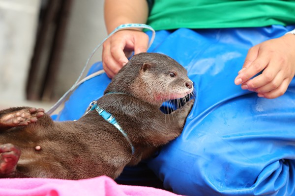 桂浜水族館 王子のお散歩☆... : かわうそ初心者のブログ