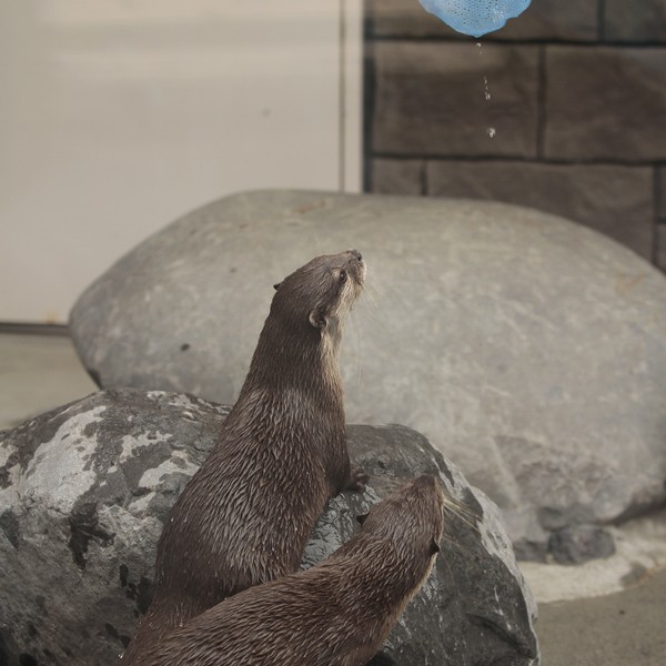 浜松市動物園 コハクはお婿さん かわうそ初心者のブログ