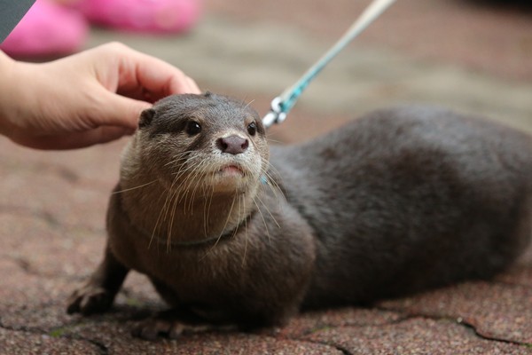 桂浜水族館 王子のお散歩☆... : かわうそ初心者のブログ