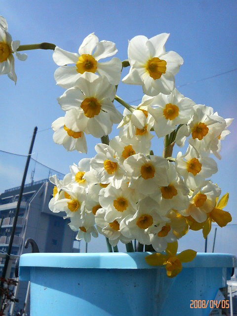 ブルーベリーのマルチングサプリ バラと酒に酔いしれて