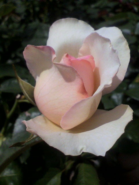 ニームオイル消毒 バラと酒に酔いしれて