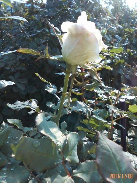 白菜の漬物 バラと酒に酔いしれて