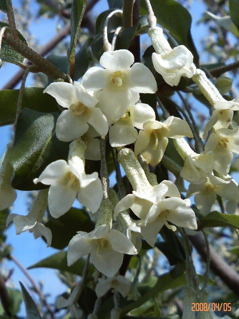 ブルーベリーのマルチングサプリ バラと酒に酔いしれて