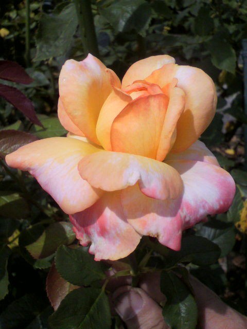 ニームオイル消毒 バラと酒に酔いしれて