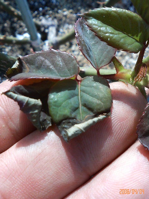 うどんこ病の消えた後 バラと酒に酔いしれて