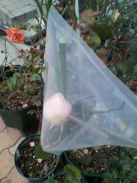 ポリ袋の雨避け バラと酒に酔いしれて