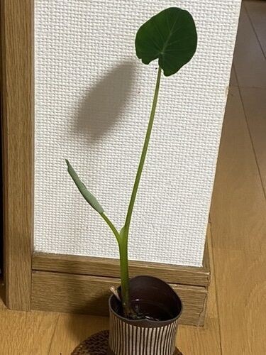 里芋のミニ観葉 絵葉書日記 と いつも幸せ気分