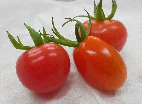 ヘタがいい 絵葉書日記 と いつも幸せ気分