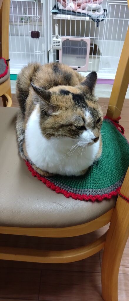 ミミさん : 公園のネコたち