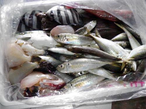 ジャッパ魚 雑魚 産直 漁師のおやつ屋さん 直売所