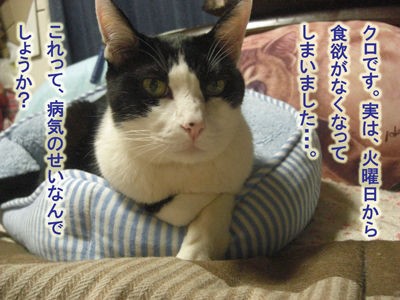 ７月４日 食欲復活！ : 猫家と一緒に（ＷＡＫＵＷＡＫＵ猫らいふ２）