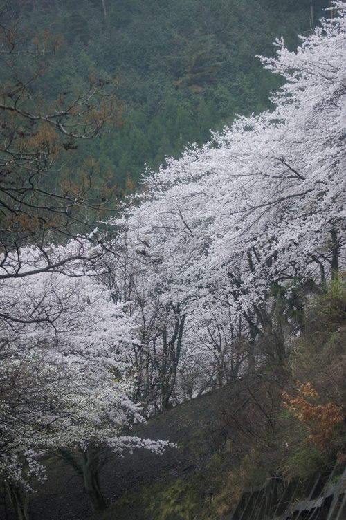 雨の奥琵琶湖パークウェイ 桜を求めて琵琶湖一周その１０ れこりんの感動生活日記