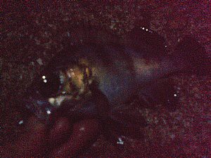 ショア タイラバ ソルトフル デイズ