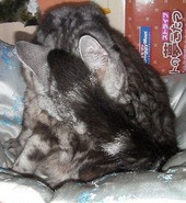 きりきりぎったん を読んで 小梅と梅吉と株の道 きりきりぎったん を読んで 小梅と梅吉と株の道