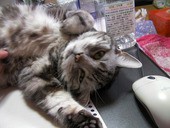 猫とふたりの鎌倉手帖 を読んで 小梅と梅吉と株の道