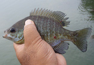 テナガエビ釣りのオマケ 熱血 幸運児